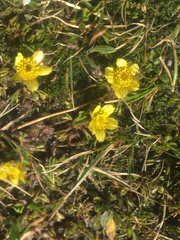 Ranunculus gracilipes
