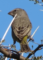 Crithagra albogularis