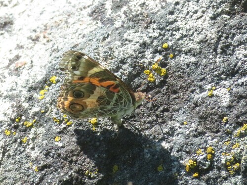 iNaturalist observation photo of American Lady