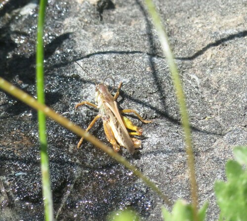 iNaturalist observation photo of Clear-winged Grasshopper