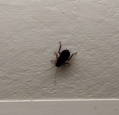 Drymaplaneta communis