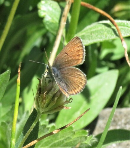 iNaturalist observation photo of Greenish Blue