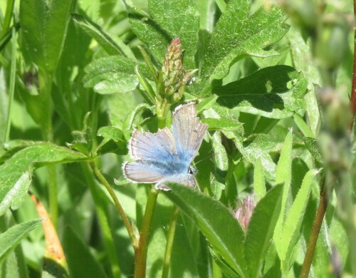 iNaturalist observation photo of Icaricia