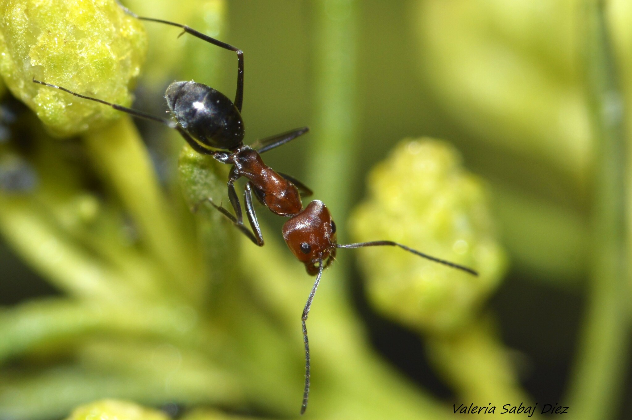 Dorymyrmex pogonius
