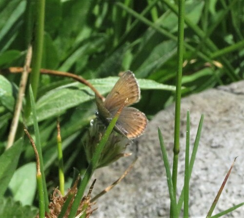 iNaturalist observation photo of Greenish Blue