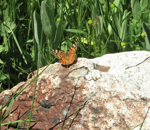 iNaturalist observation photo of West Coast Lady
