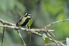 Machlolophus aplonotus