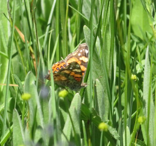 iNaturalist observation photo of West Coast Lady