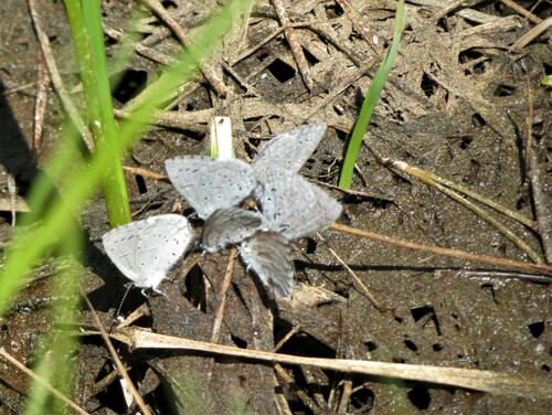 iNaturalist observation photo of Echo Azure
