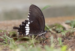 Papilio polytes romulus