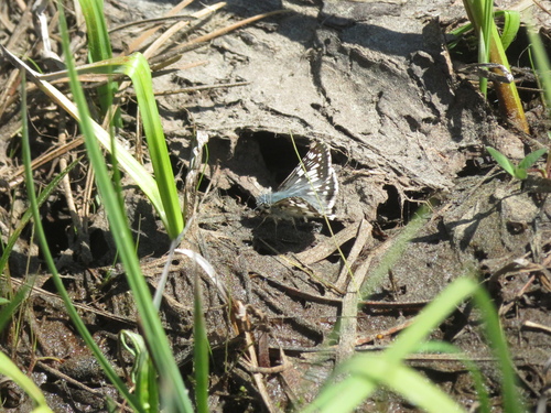 iNaturalist observation photo of Common Checkered-Skipper