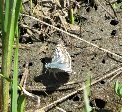 iNaturalist observation photo of Common Checkered-Skipper
