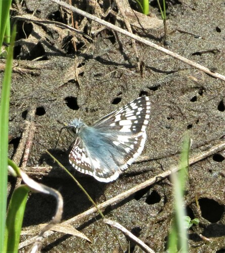 iNaturalist observation photo of Common Checkered-Skipper