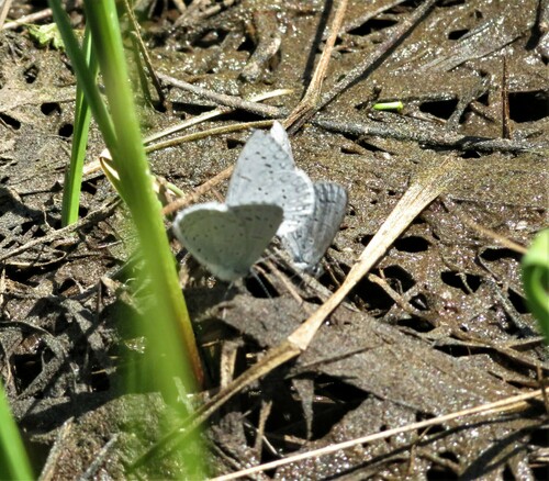 iNaturalist observation photo of Echo Azure