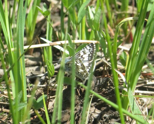 iNaturalist observation photo of Common Checkered-Skipper