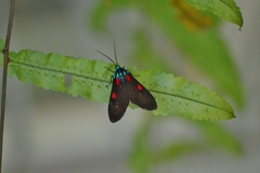 Cyanopepla fastuosa