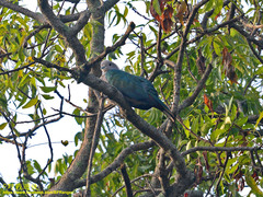 Ducula aenea pusilla