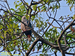 Ducula aenea pusilla