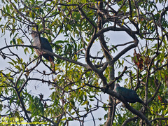 Ducula aenea pusilla