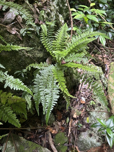 Asplenium ocoense