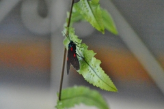 Cyanopepla fastuosa