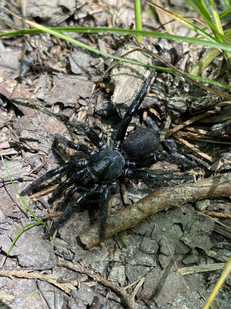 Ummidia in July 2023 by jim. Awesome. · iNaturalist