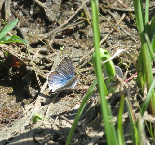 iNaturalist observation photo of Boisduval's Blue