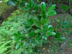 Ilex maximowicziana