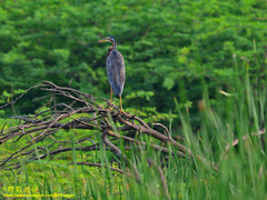 Ardea purpurea manilensis