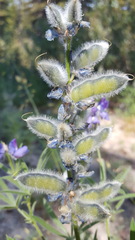 Lupinus covillei
