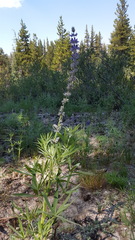 Lupinus covillei