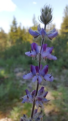 Lupinus covillei