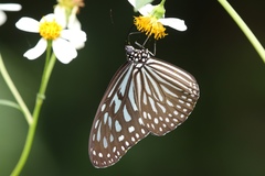 Ideopsis vulgaris macrina