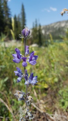Lupinus covillei