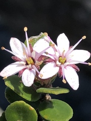 Agathosma ovata