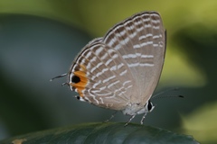 Jamides alecto alocina