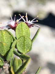 Agathosma ovata