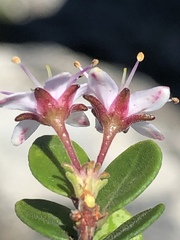 Agathosma ovata