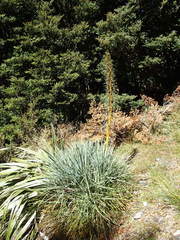 Aciphylla glaucescens