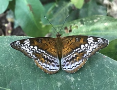 Lebadea martha parkeri