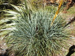 Aciphylla glaucescens