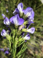 Psoralea laevigata