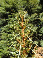 Aciphylla glaucescens