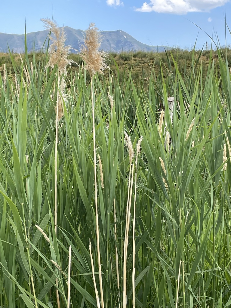 Common Reed Vermont common reed from Tremonton, UT 84337, USA on July 8, 2023 at 04:08 PM ...