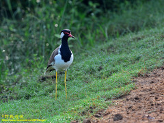 Vanellus indicus lankae