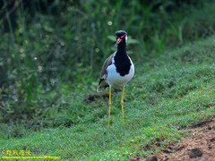 Vanellus indicus lankae