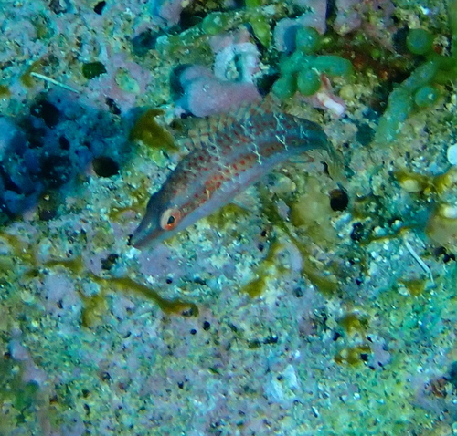 カタグロホホスジモチノウオ