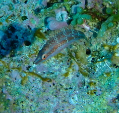 カタグロホホスジモチノウオ