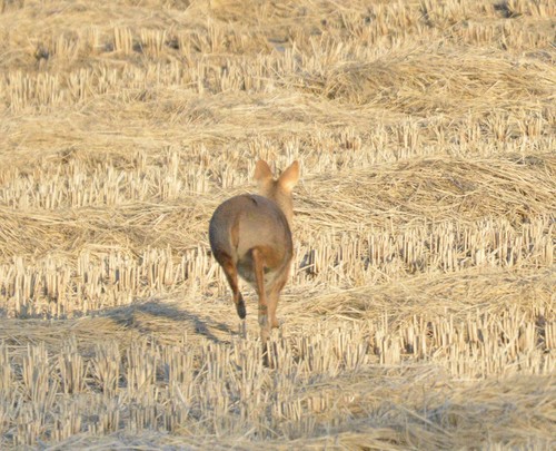 Water Deer
