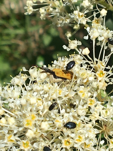iNaturalist observation photo of Dark Carpet Beetle